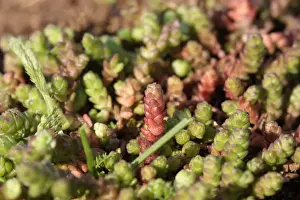 Growth Prints: Mossy Stonecrop (Crassula tillaea) introduced species, new and mature growth, Tuddenham St