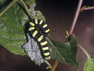Aanimal Prints: Moth - Alder Larva (Acronicta alni) close-up / on leaf