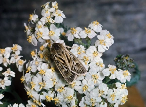 Moth - Antler (Cerapteryx graminis) on white flower