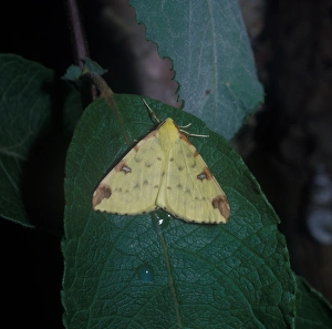 Geometridae Prints: Moth - Brimstone (Opisthograptis luteolata) on leaf