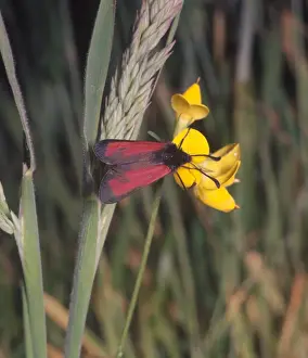 Burnets Prints: Moth - Burnet Transparent (Zygaena purpuralis) on flower