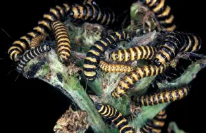 Aanimal Prints: Moth - Cinnabar Larva (Tyria jacobaeae) Mass feeding on Ragwort
