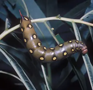 Hawkmoths Prints: Moth - Hawk Bedstraw Larva (Gyles gallii) close-up