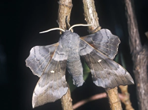 Hawkmoths Prints: Moth - Hawk Poplar (Laothoe populi) on twig