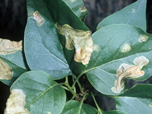 Moth - Leaf Mines Close-up / damaged Lilac leaves