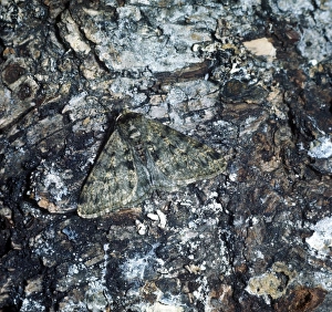 Aanimal Prints: Moth - Pale Brindled Beauty (Apocheima pilosaria)