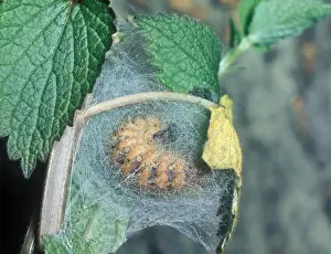 Moth - Tiger Jersey Larva (Euplagia quadripunctaria) Pupating