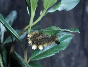 Aanimal Prints: Moth - Tussock Dark Larva (Dasychira fascelina) on leaf