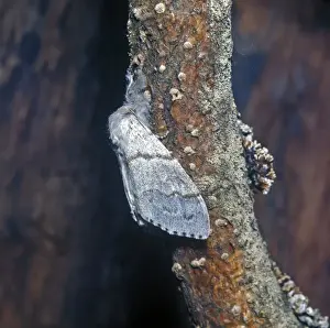 Moth - Tussock Pale (Dasychira pudibunda) Female on branch