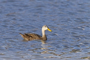 Swimming Prints: Mottled Duck (Anas fulvigula) adult, swimming, Florida, U. S. A. March