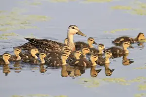 Animals USA Prints: Mottled Duck (Anas fulvigula) adult female with ducklings, swimming, Florida, U. S. A