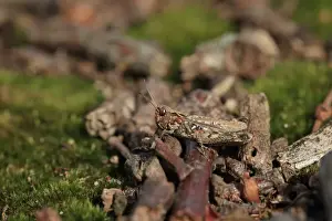 Grasshopper Prints: Mottled Grasshopper (Myrmeleotettix maculatus) adult