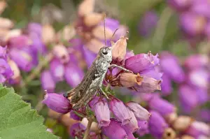 Grasshopper Prints: Mottled Grasshopper (Myrmeleotettix maculatus) adult