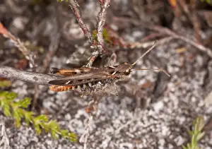 Mottled Grasshopper (Myrmeleotettix maculatus) adult male, resting on twig in sandy heathland, Dorset, England, July
