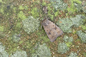 Mottled Rustic (Caradrina morpheus) adult, Essex, England