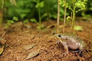 Tanzania Prints: Mottled Shovel-nosed Frog (Hemisus marmoratus) adult, sitting on soil, Tanzania