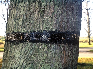 Caught Prints: Mottled Umber (Erannis defoliaria) adults, trapped in sticky band on tree trunk
