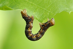Geometrid Prints: Mottled Umber (Erannis defoliaria) caterpillar