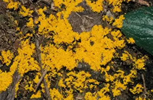 Mould - Slime Mould (Fuligo septica) Close-up / July
