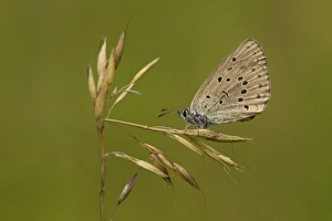 Southeastern Europe Prints: Mountain Alcon Blue (Phengaris rebeli) adult, resting on grass, Bulgaria, July