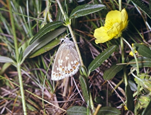 Butter Fly Prints: Mountain Argus (Aricia arbaxerxes) Under wing