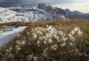 Dolomite Prints: Mountain Avens (Dryas octopetala) seedheads