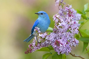 Animals USA Prints: Mountain Bluebird (Sialia currucoides) adult male, perched on flowering lilac, U. S. A