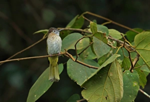 Mountain Bulbul (Ixos mcclellandii) adult, perched on twig, Doi Ang Khang, Chiang Mai Province, Thailand, November