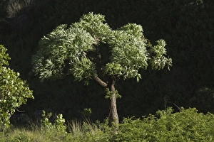 South Africa Prints: Mountain Cabbage Tree (Cussonia paniculata subsp. sinuata) habit, Royal Natal N. P