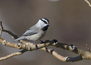 New Mexico Prints: Mountain Chickadee (Parus gambeli) adult