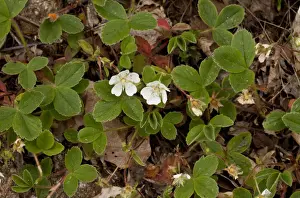 Pyrenean Prints: Mountain Cinquefoil (Potentilla montana) flowering, French Pyrenees, France, June
