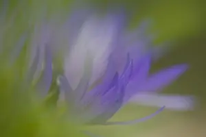 Mountain Cornflower (Centaurea montana) close-up of flower, abstract soft focus