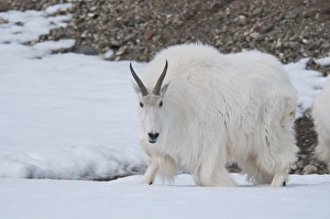 Mountain Goat (Oreamnos americanus) adult, walking on snow, Yukon Wildlife Preserve, Yukon, Canada, april