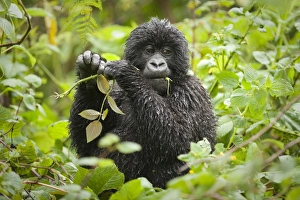 Mountain Gorilla (Gorilla b. beringei) baby, feeding, wet from rain, Parc National des Volcans (Volcanoes N. P. )