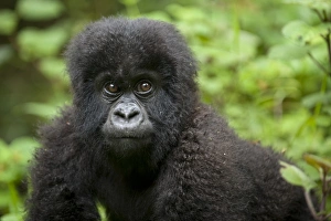 Mountain Gorilla (Gorilla b. beringei) baby, close-up of head, Parc National des Volcans (Volcanoes N. P. )