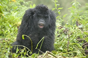 Mountain Gorilla (Gorilla b. beringei) young, sitting in rain, Parc National des Volcans (Volcanoes N. P. )
