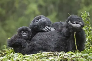 Mountain Gorilla (Gorilla beringei beringei) adult female with young, resting on nest, Volcanoes N. P