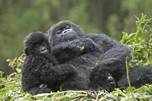 Funny Prints: Mountain Gorilla (Gorilla beringei beringei) adult female with young