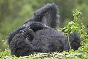 Mountain Gorilla (Gorilla beringei beringei) adult female with young, resting on nest, Volcanoes N. P