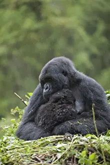 Mountain Gorilla (Gorilla beringei beringei) adult female with young, sitting on nest during rainfall, Volcanoes N. P
