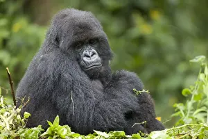 Mountain Gorilla (Gorilla beringei beringei) adult female with young, sitting on nest, Volcanoes N. P