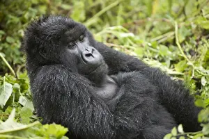 Mountain Gorilla (Gorilla beringei beringei) blackback immature male, resting in vegetation, Volcanoes N. P