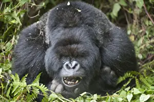 Mountain Gorilla (Gorilla beringei beringei) silverback adult male, close-up of head and shoulders, yawning