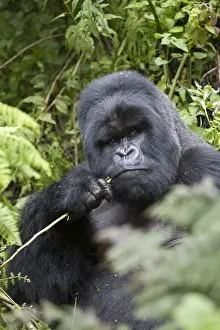 Mountain Gorilla (Gorilla beringei beringei) silverback adult male, feeding, sitting in vegetation, Volcanoes N. P. Virunga Mountains, Rwanda