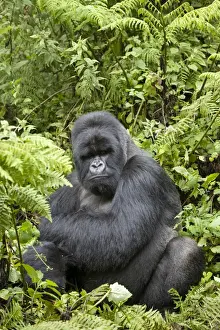Mountain Gorilla (Gorilla beringei beringei) silverback adult male, sitting in vegetation, Volcanoes N. P