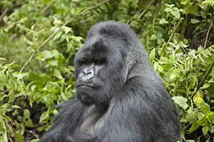Mountain Gorilla (Gorilla beringei beringei) silverback adult male, close-up of head and shoulders