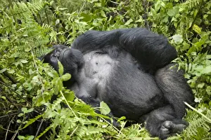 Mountain Gorilla (Gorilla beringei beringei) silverback adult male, resting in vegetation, Volcanoes N. P