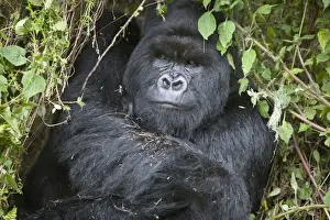Mountain Gorilla (Gorilla beringei beringei) silverback adult male, close-up of head and shoulders