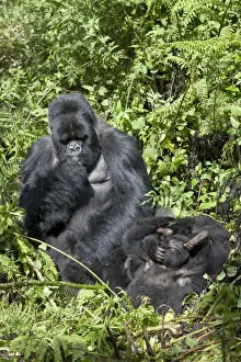 Mountain Gorilla (Gorilla beringei beringei) silverback adult male grooming playing young, Volcanoes N. P