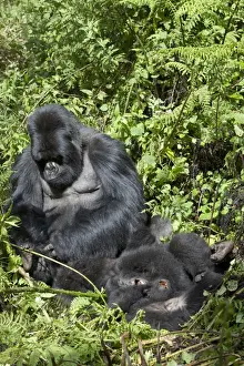 Mountain Gorilla (Gorilla beringei beringei) silverback adult male grooming playing young, Volcanoes N. P